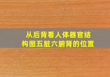 从后背看人体器官结构图五脏六腑肾的位置