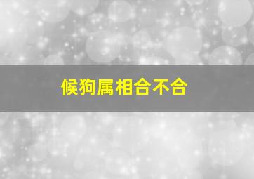 候狗属相合不合