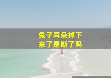 兔子耳朵掉下来了是断了吗