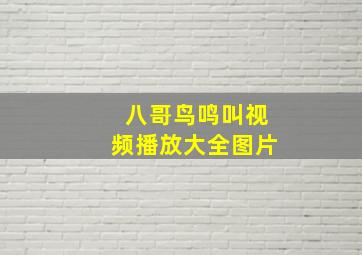 八哥鸟鸣叫视频播放大全图片