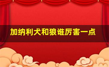 加纳利犬和狼谁厉害一点