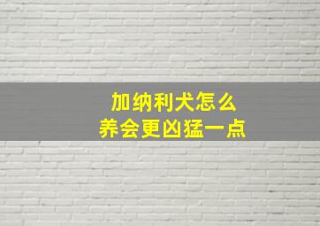 加纳利犬怎么养会更凶猛一点