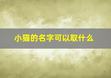 小猫的名字可以取什么