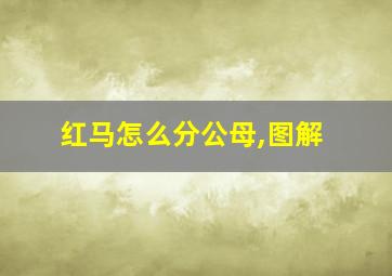 红马怎么分公母,图解