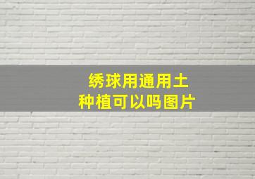 绣球用通用土种植可以吗图片